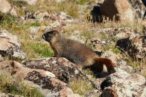 rmnp_august_2016_P1020070