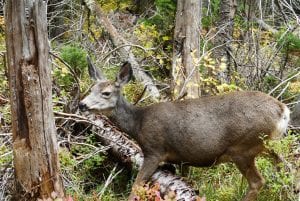 grand_tetons_sept_2016_p1030019